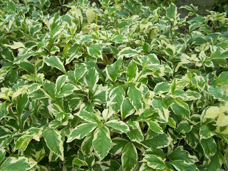 Duranta Variegated