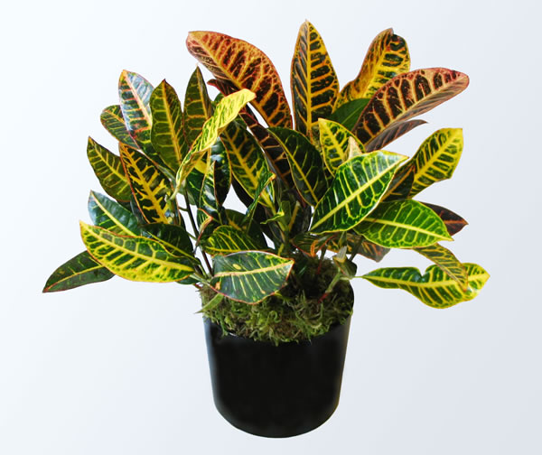 Croton Petra
