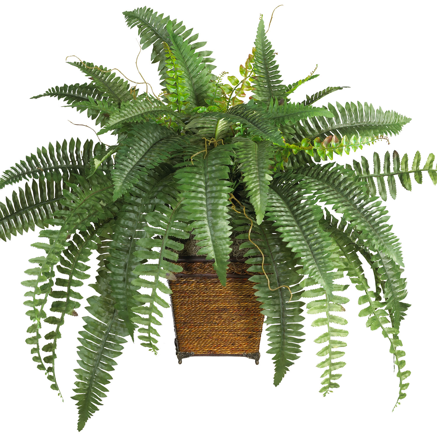 Fern