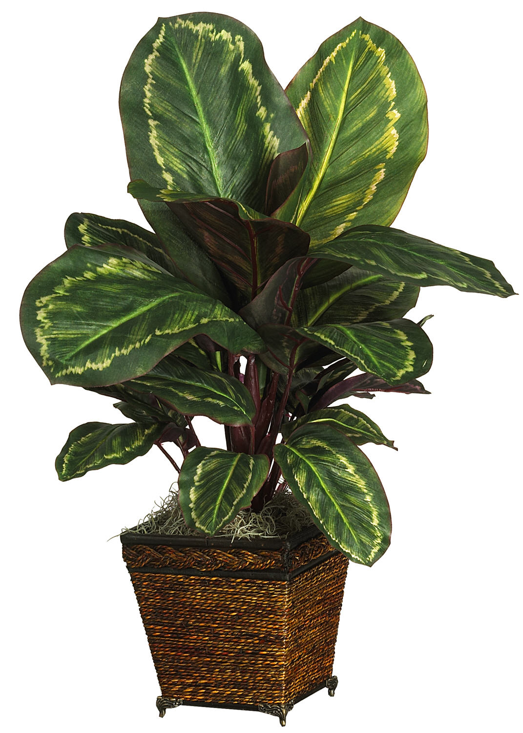 Maranta