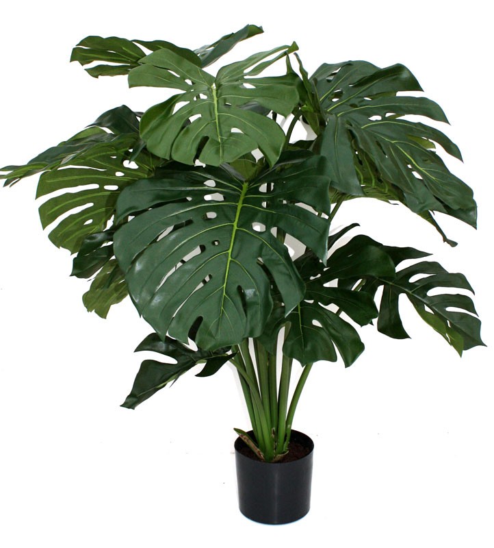 Monstera