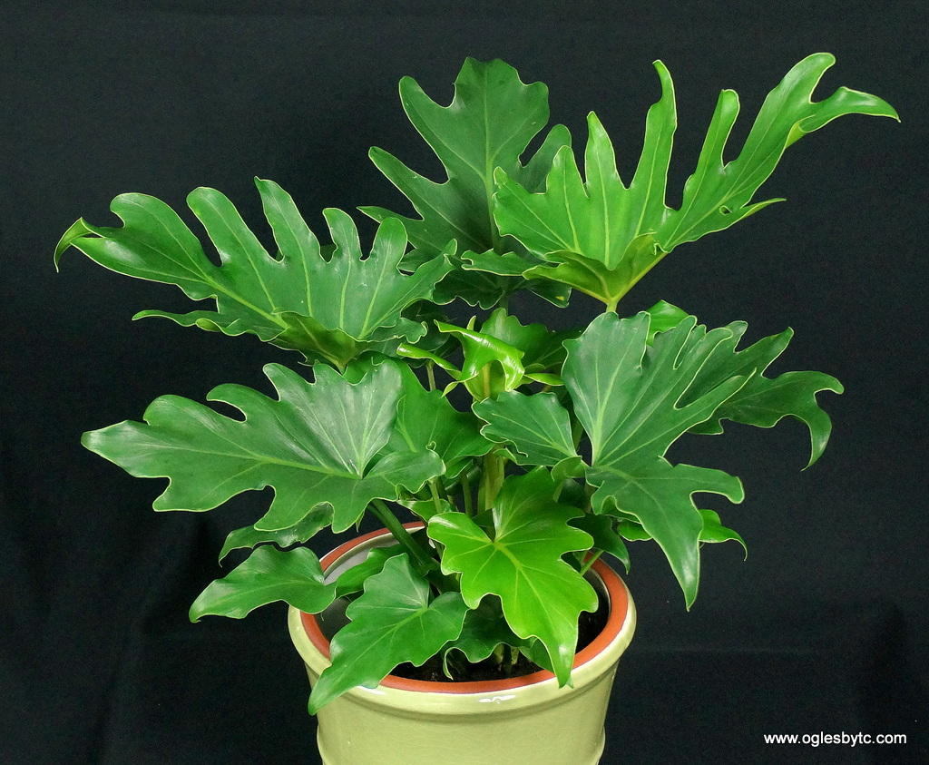 Philodendron