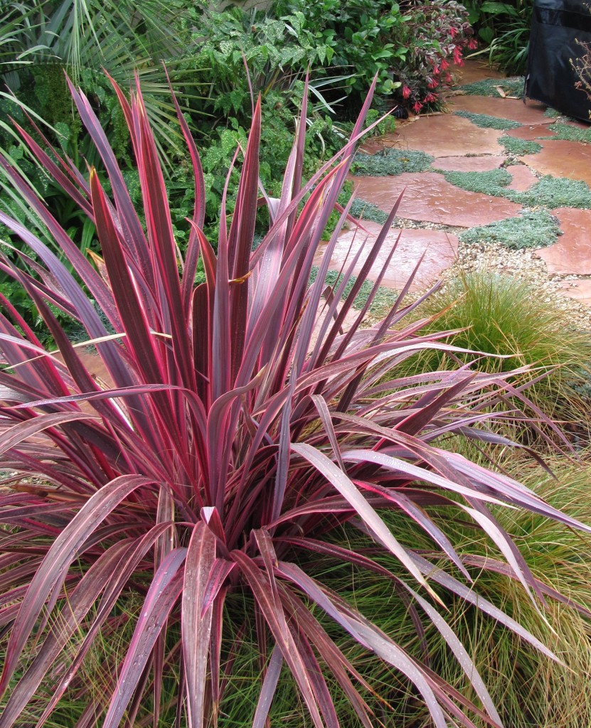 Cordyline Dracena