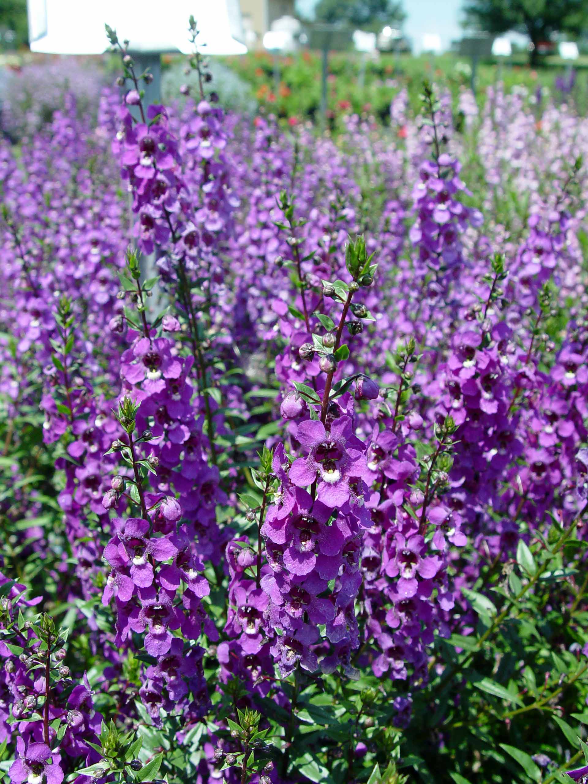 Angelonia Flower