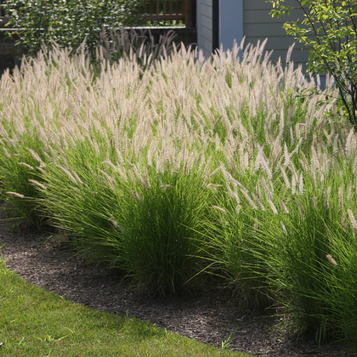 Fountain Grass