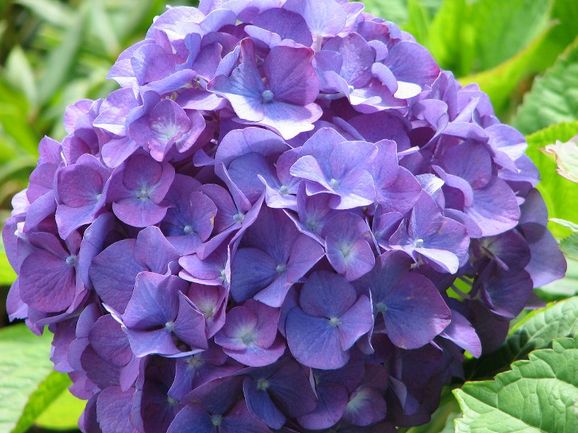 Hydrangea Flowers