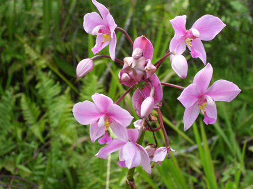Bougainville Flower