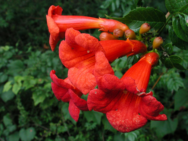 Trumpet Creeper