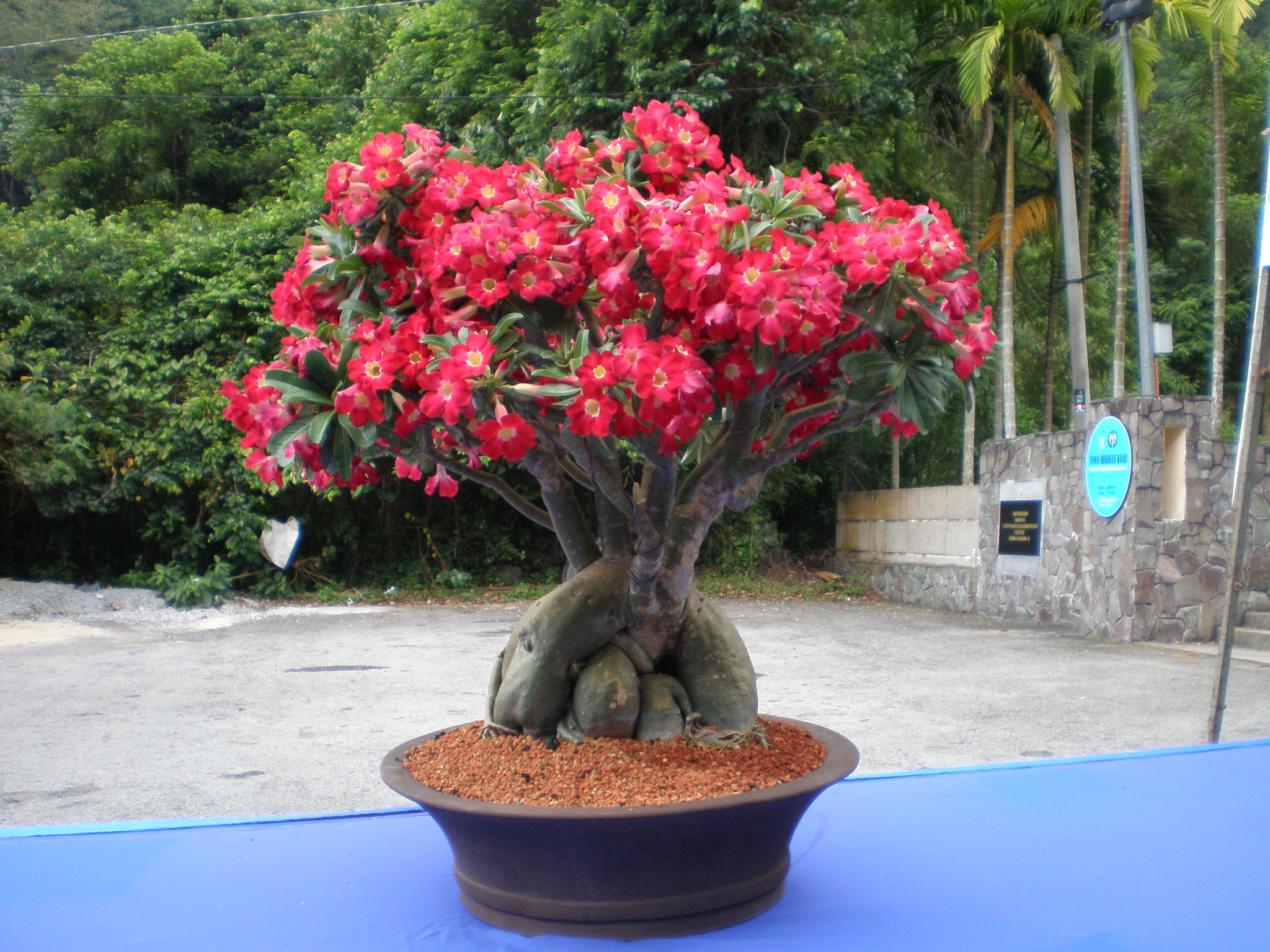 Adenium Bonsai