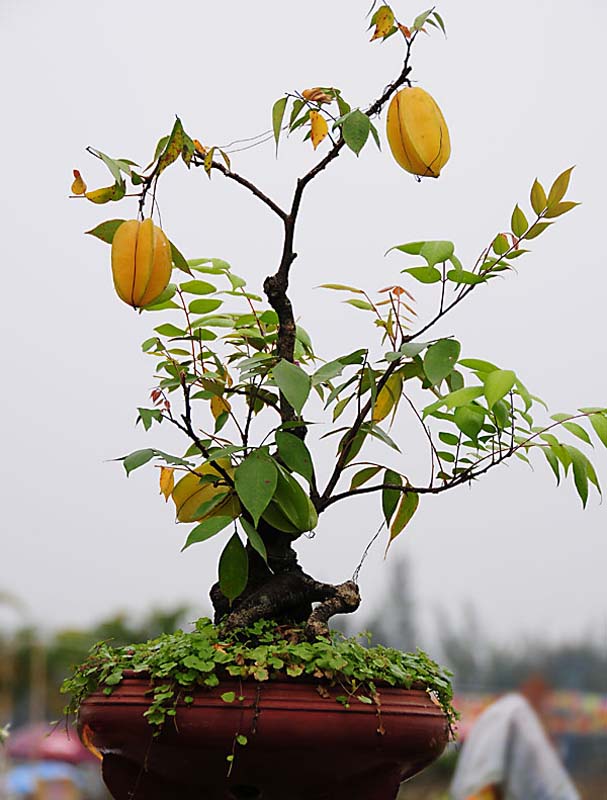 Carambola