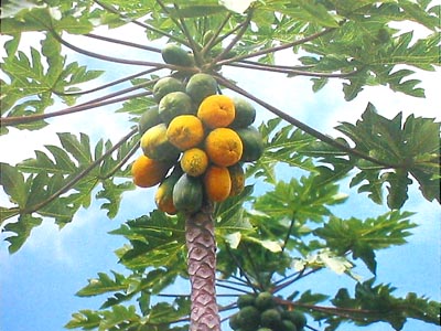 Fruit Plant 1