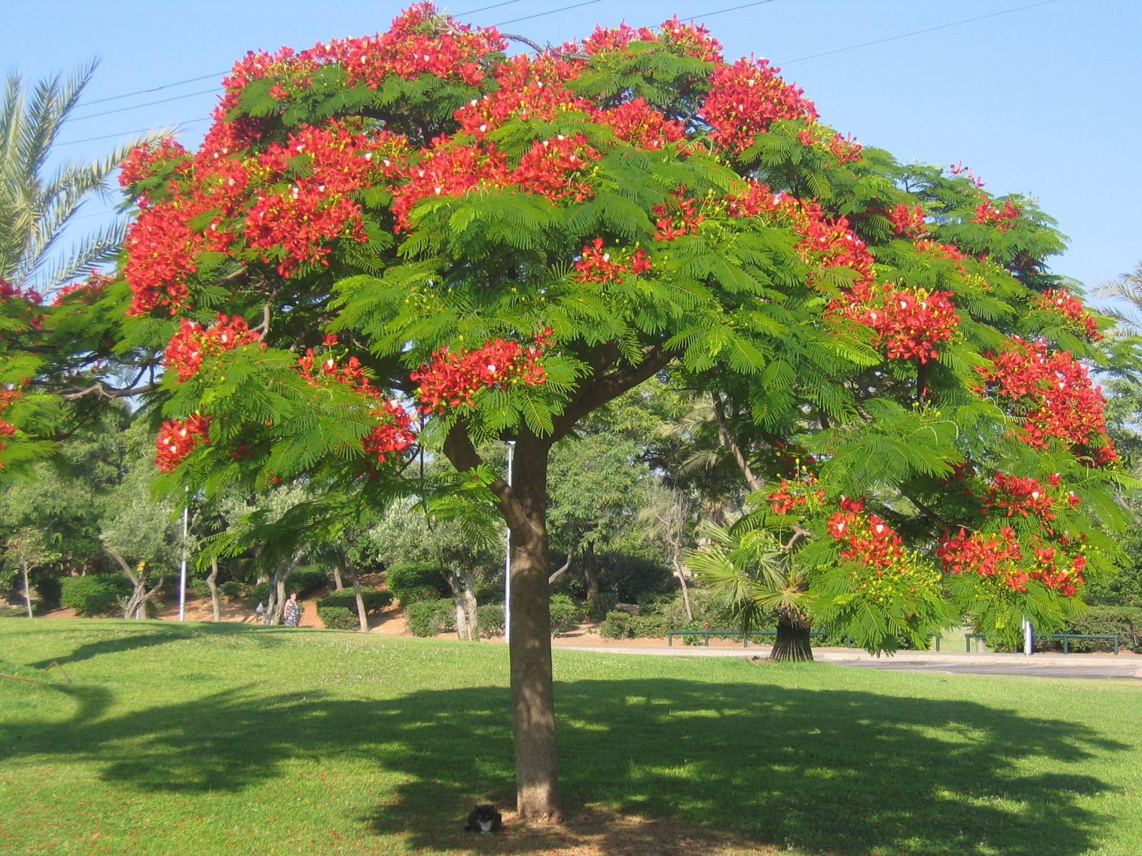 Gulmohar