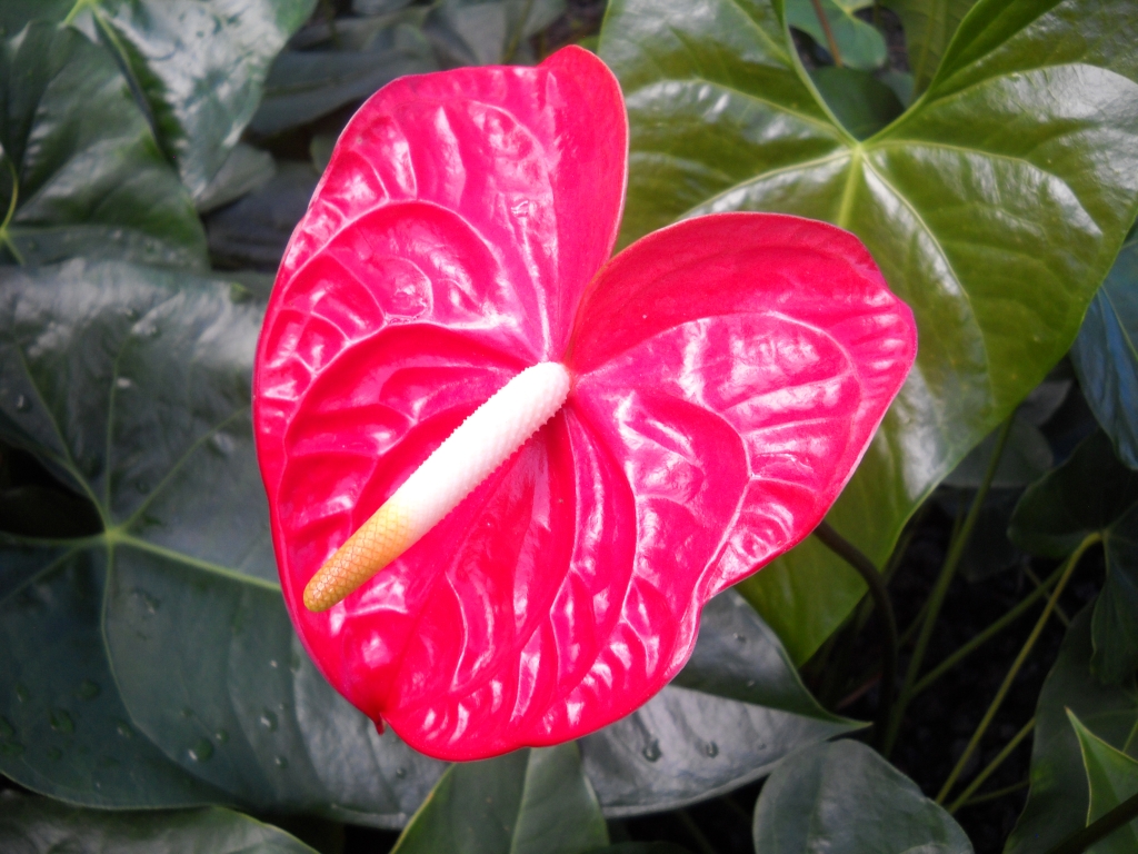 Anthurium Flower