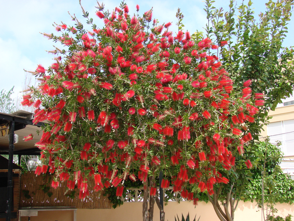 Bottle Brush Tree