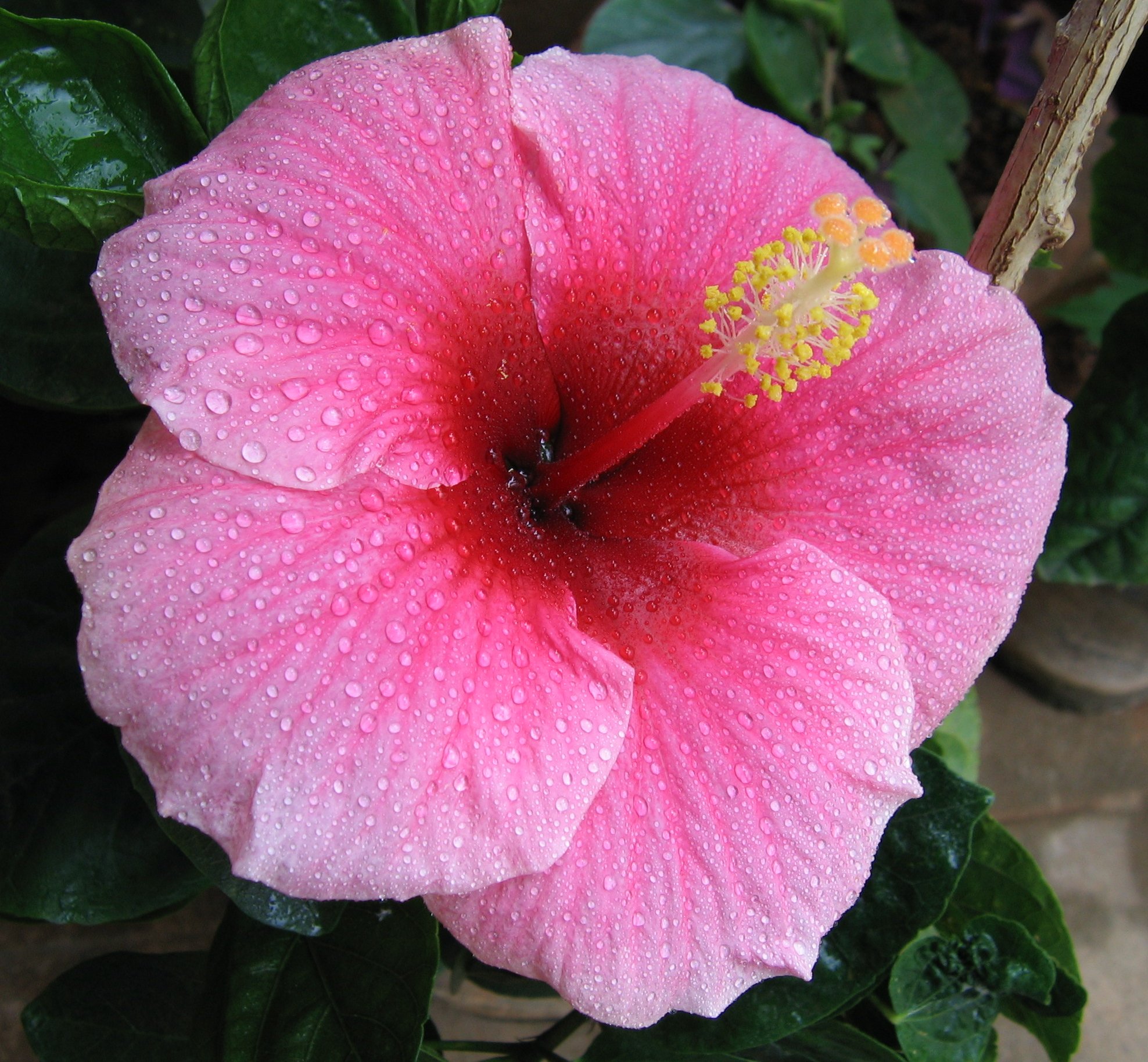 Hibiscus