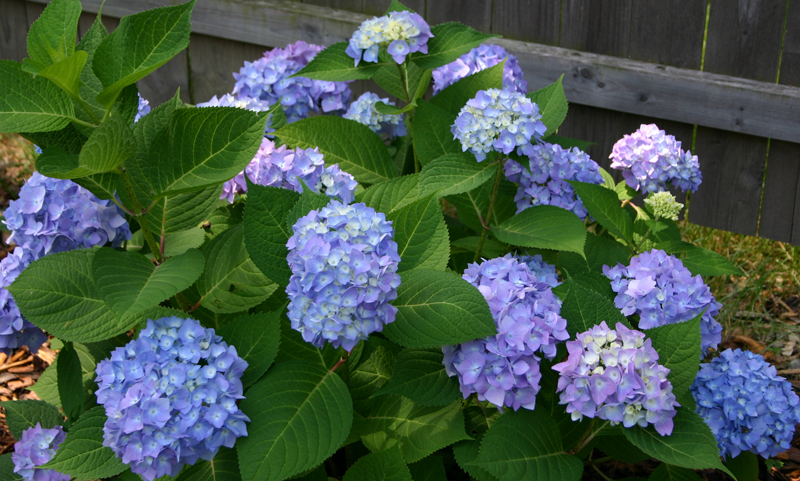 Hydrangea Plant