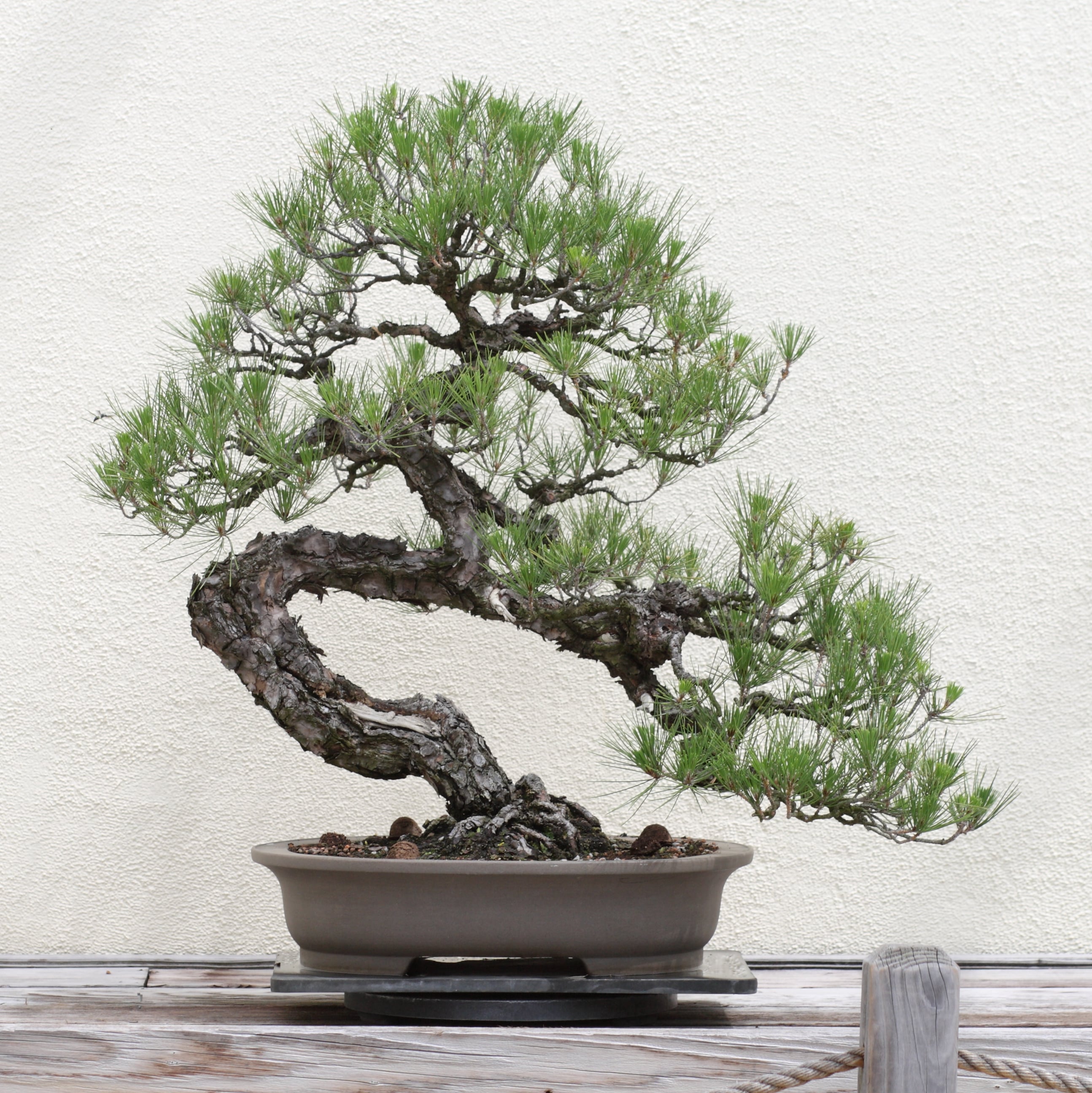 Pine Bonsai